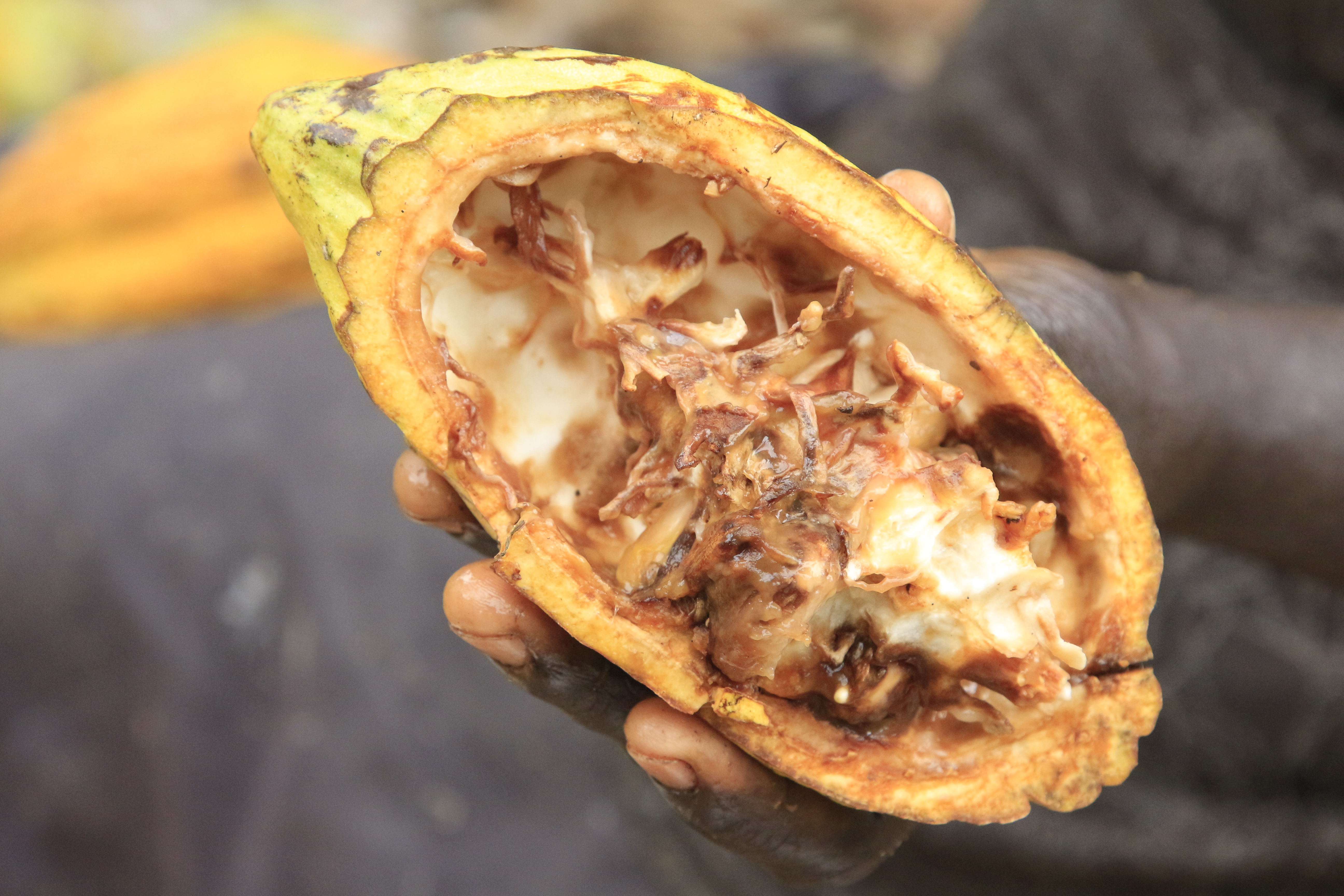 Cocoa pod infected by the CPB