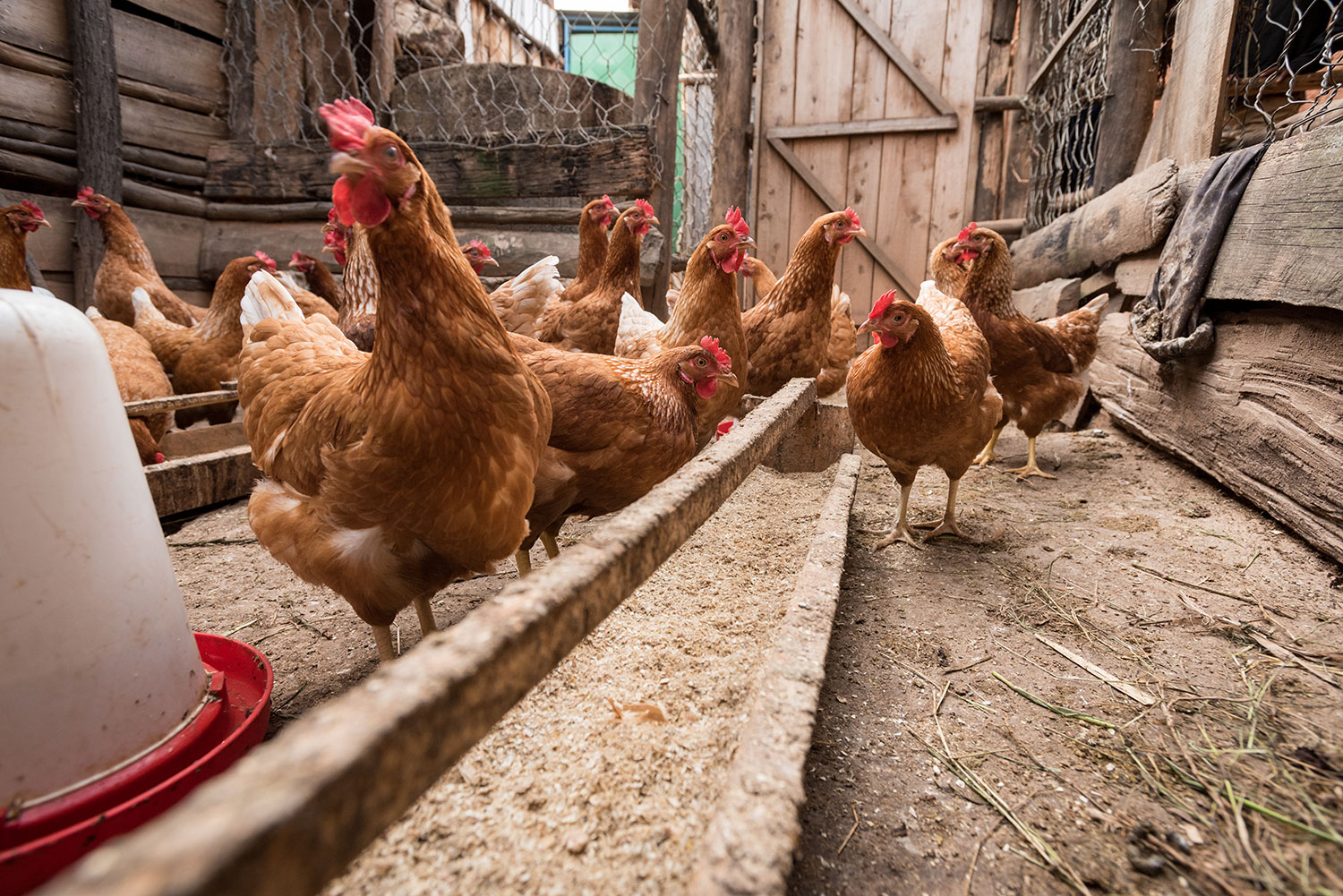 Phocus' chickens at his farm in Rwanda