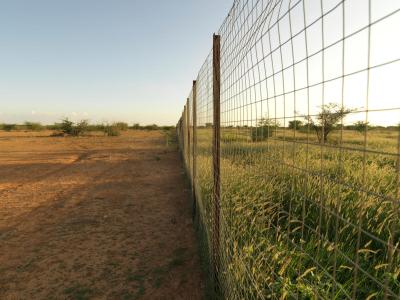 Fence in Somalia with FMNR and without FMNR WV2672452