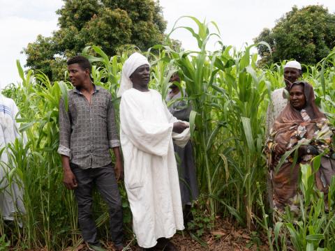 LAID project in livelihoods in South Darfur