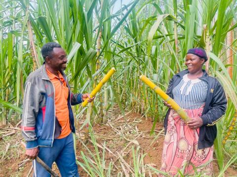 Fulgence and Seraphine sharing sugarcane from their firm