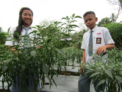 A Glimpse of Hope for the Red Chili Plantation at School