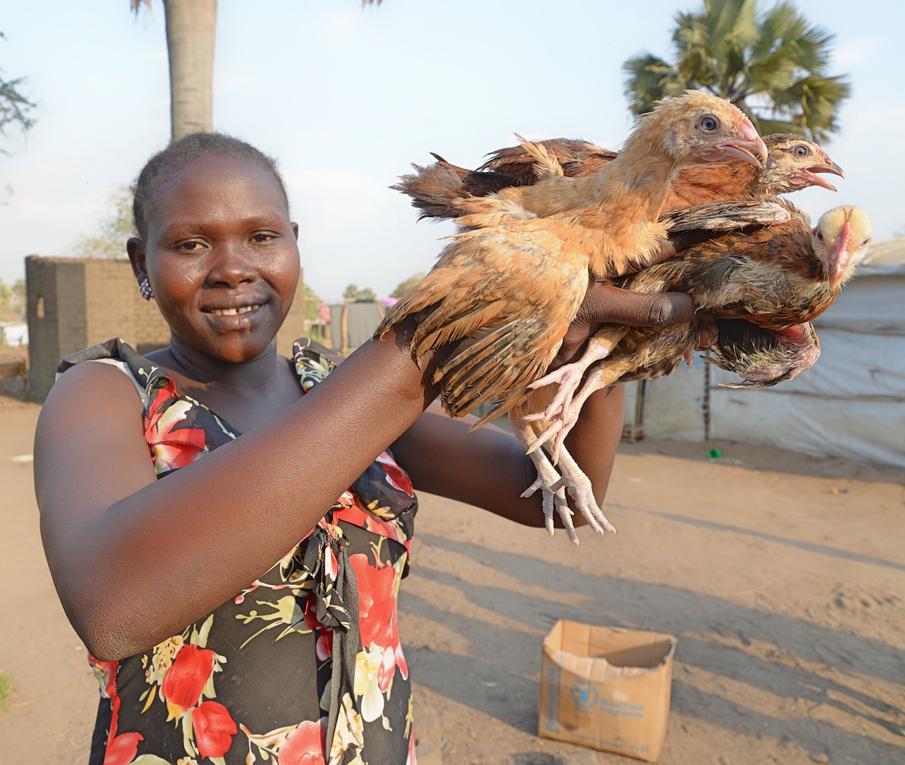 How will chicken farming assist refugees in northern Uganda? | World