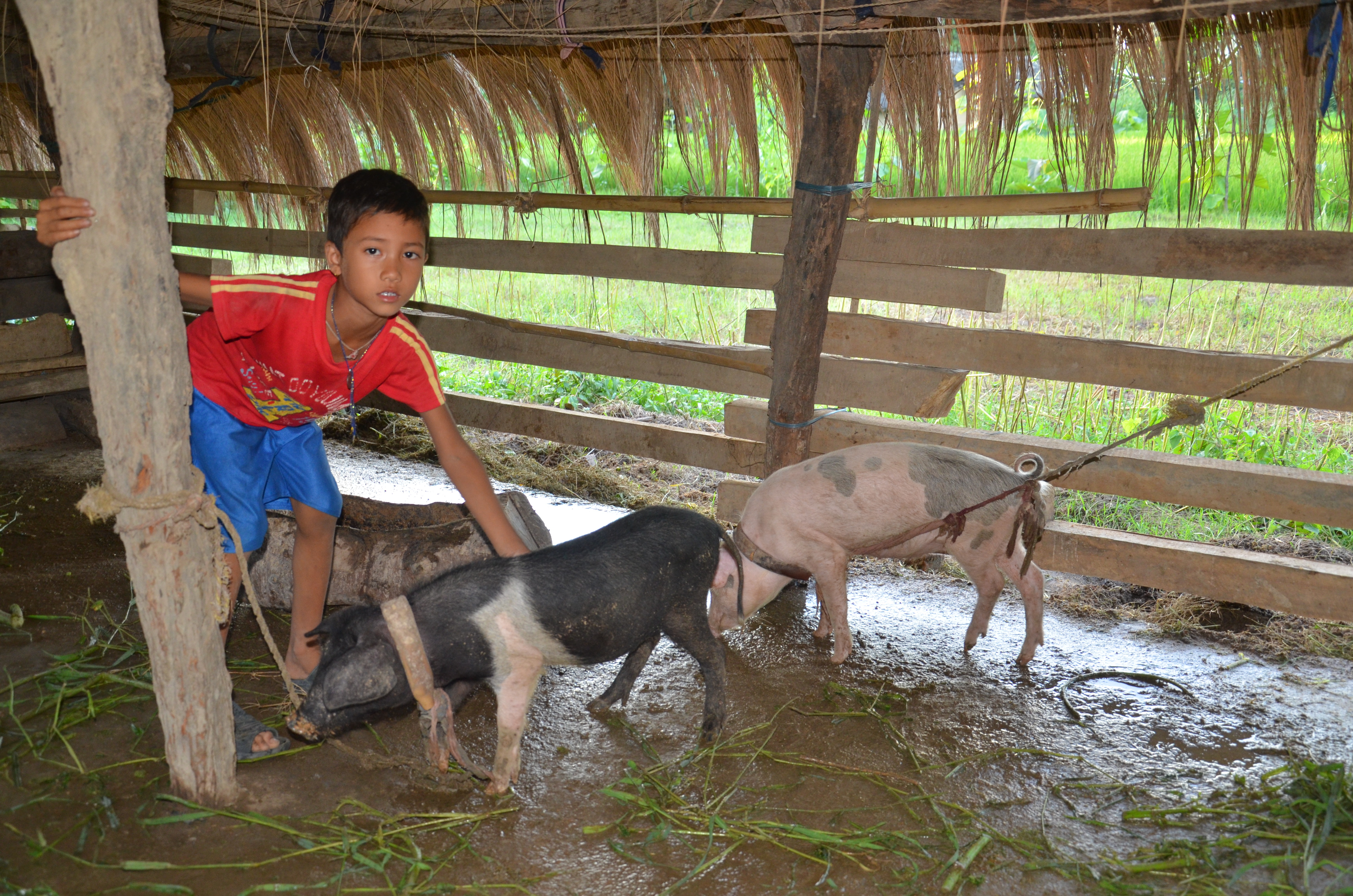 income-generation-through-pig-rearing-economic-development-world