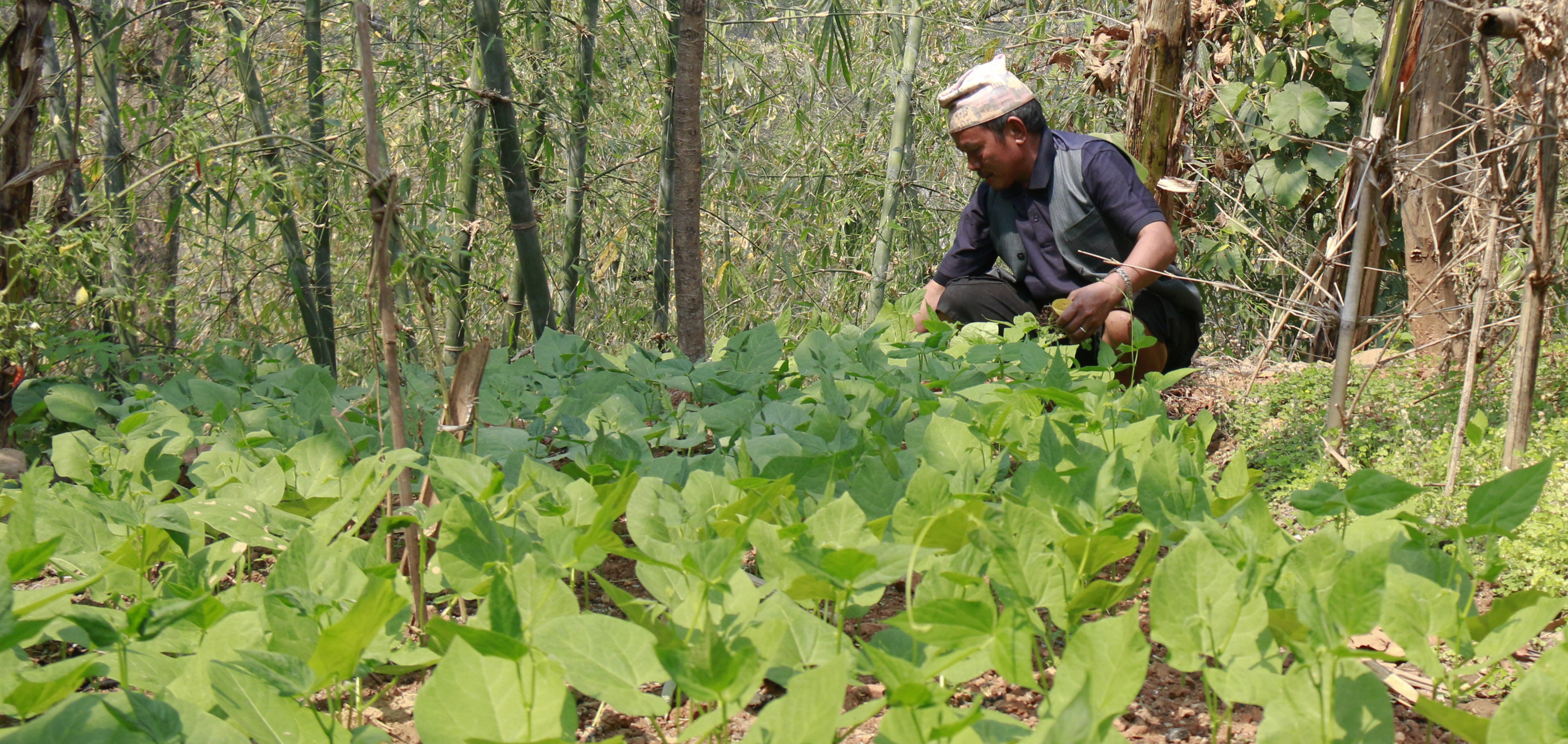 From fallow to farming | World Vision International