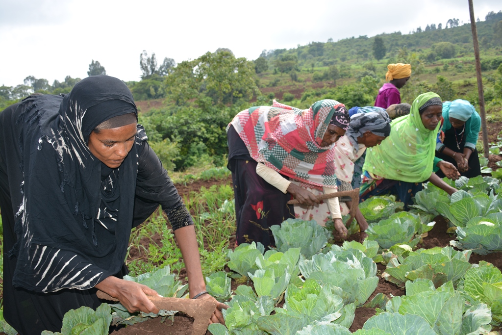 Gardening, a source of income and nutrition | Ethiopia | World Vision ...