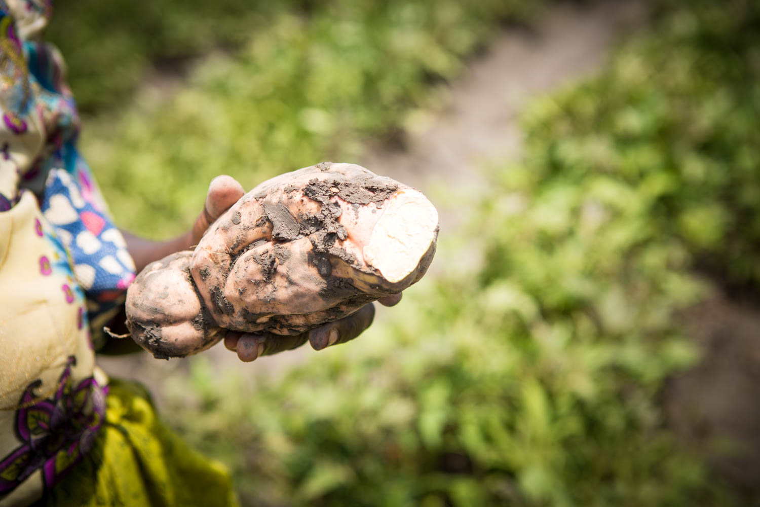 Introducing orange fleshed sweet potatoes to curb Malnutrition ...