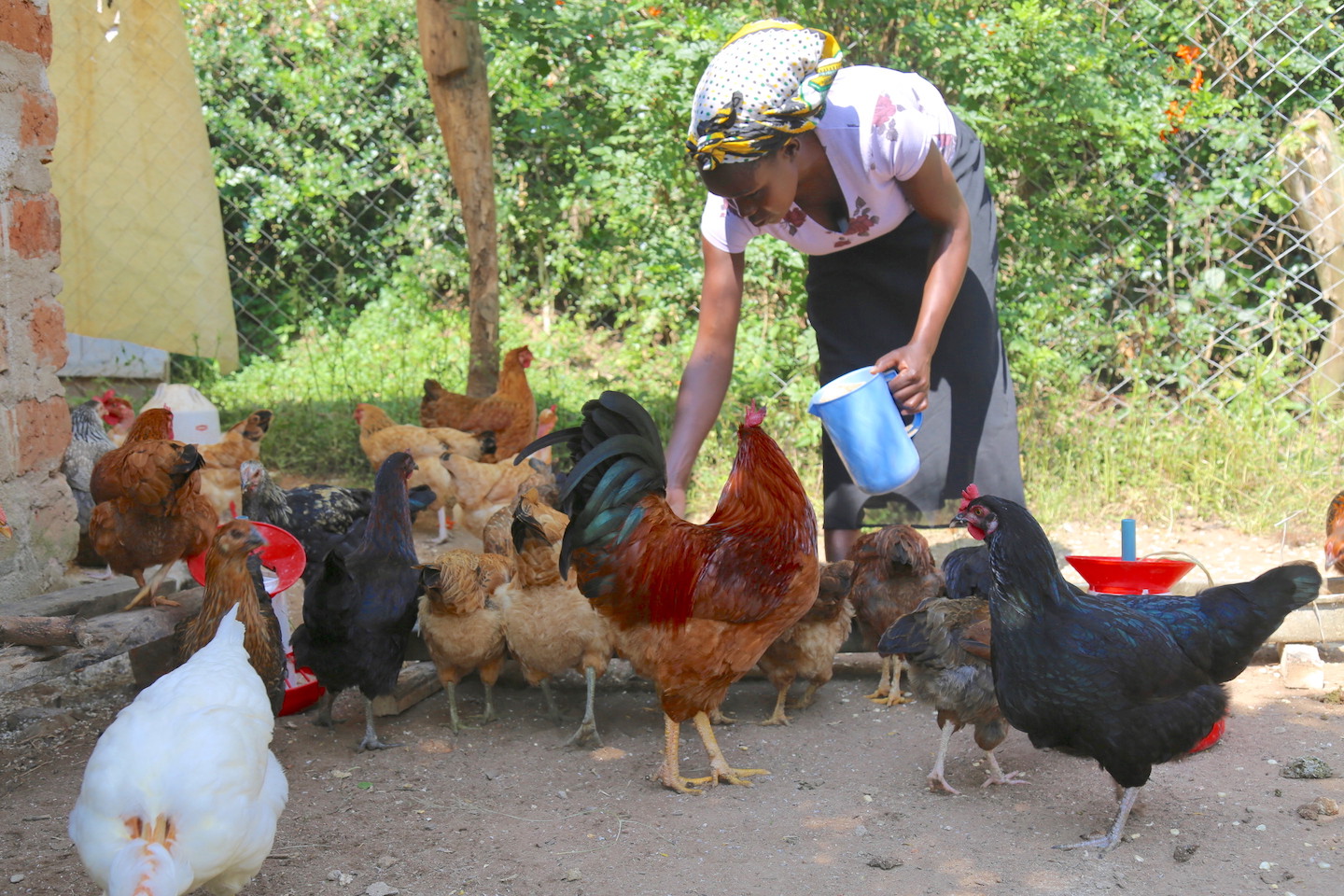 36-year-old Carolyne feeding chickens at her home in Angurai, Busia County, Kenya.