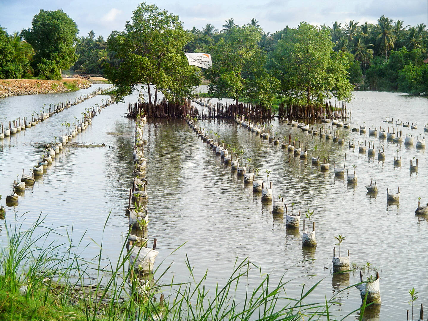 Mangroves being regrown as part of WV's programming