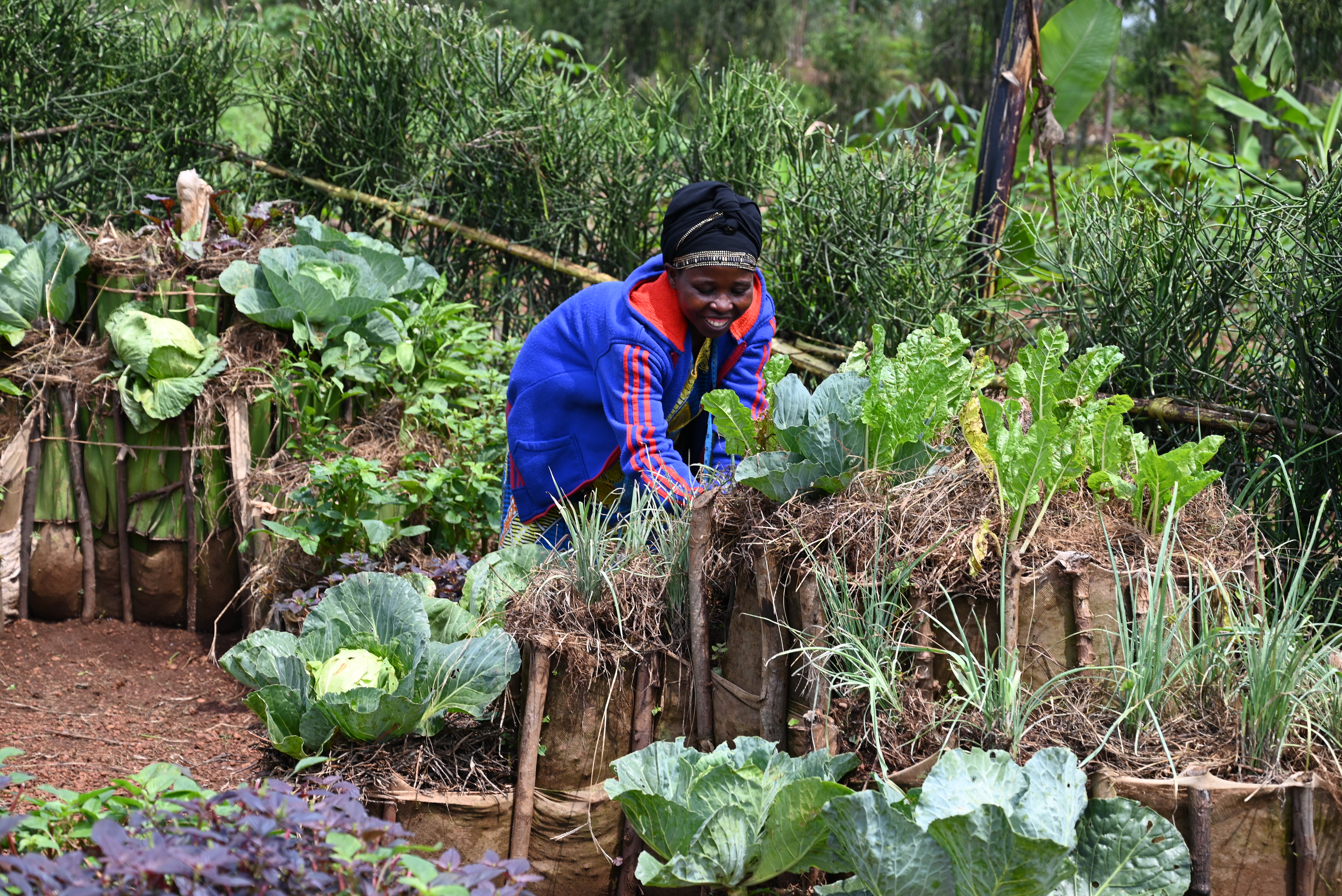 Afisa's chicken garden 