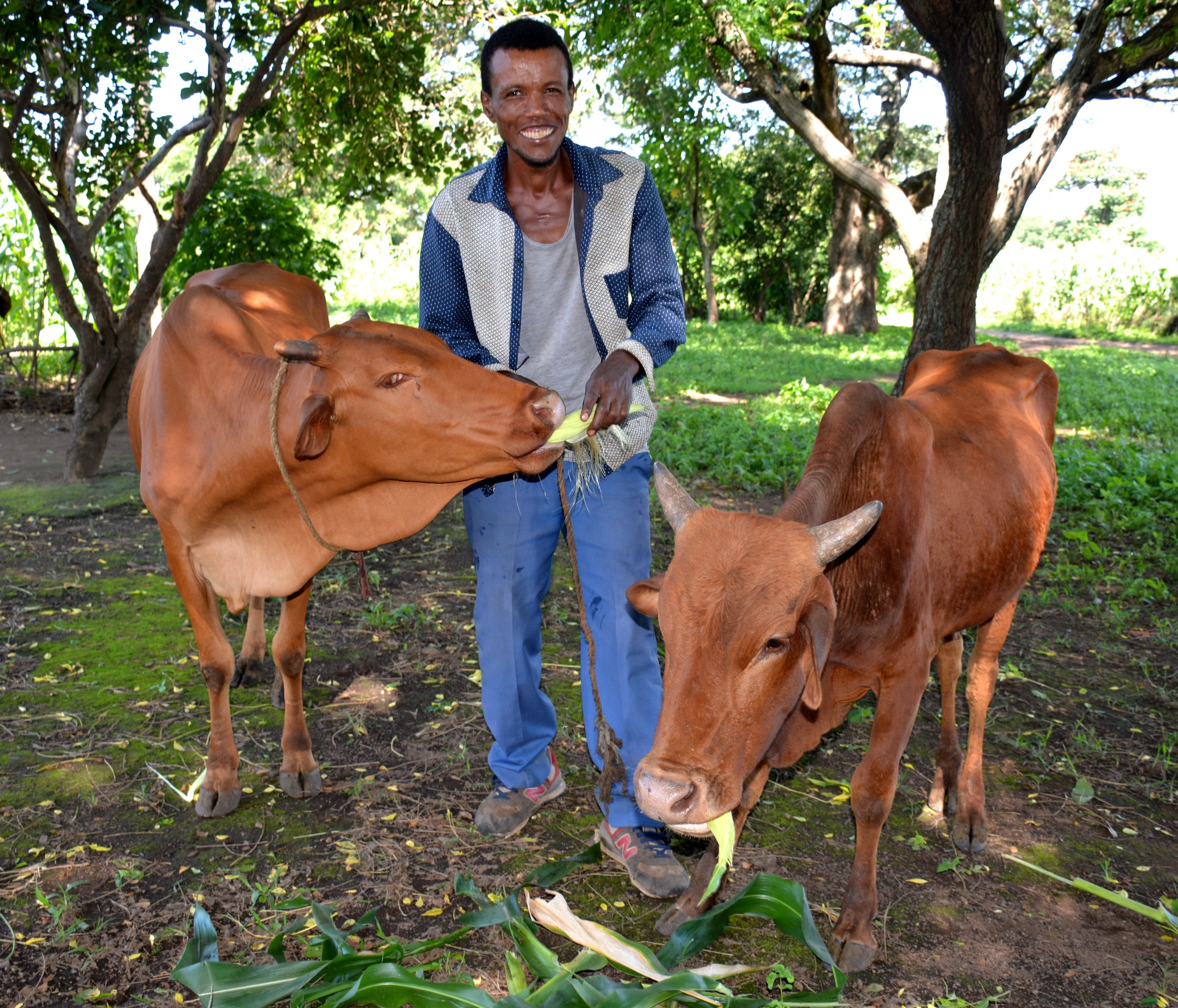 Aklilu at his farm fattening his cattle