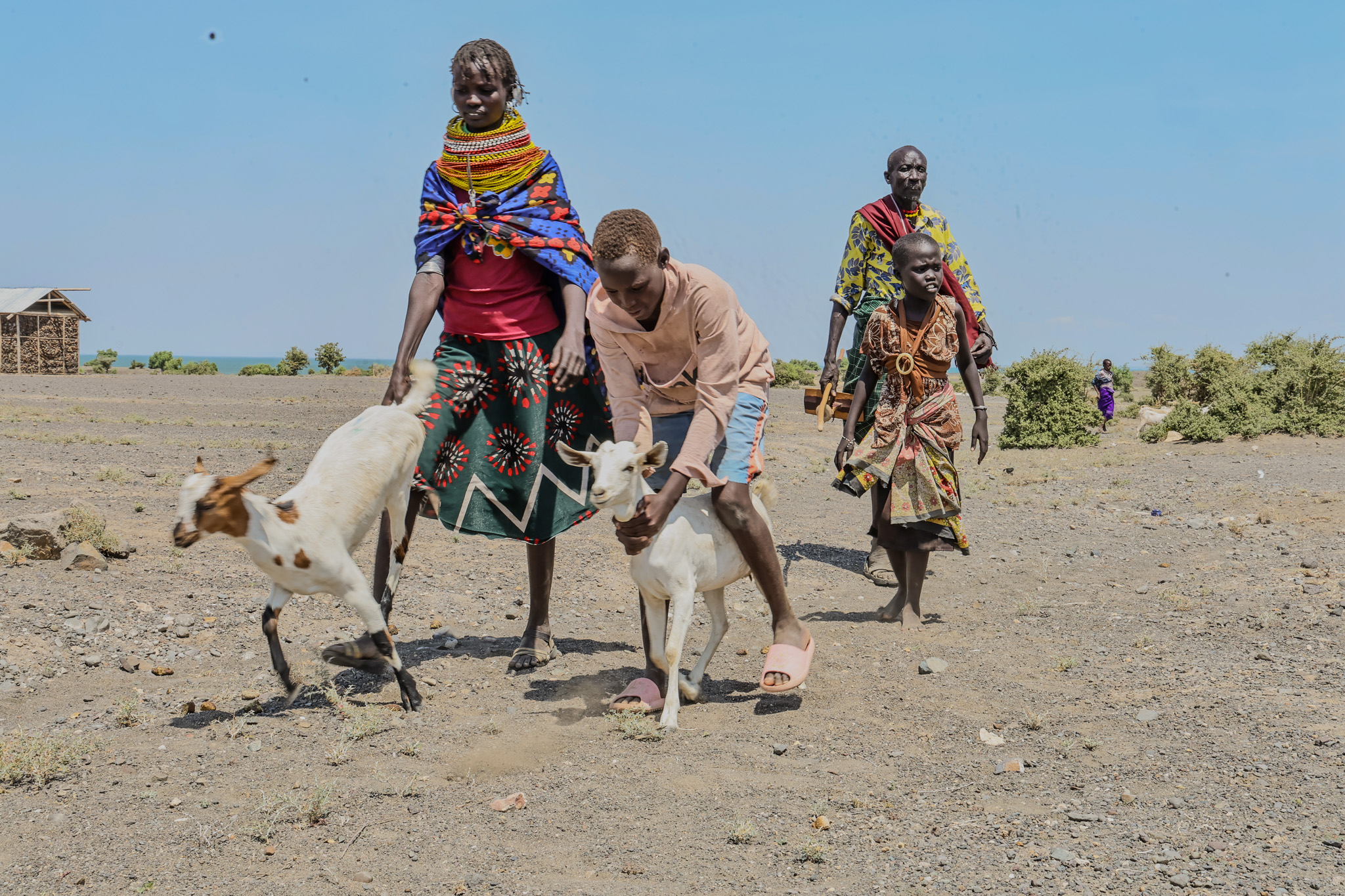 A family in Moite community leads home three Galla goats they received through a World Vision Kenya distribution event, benefiting 143 vulnerable households.