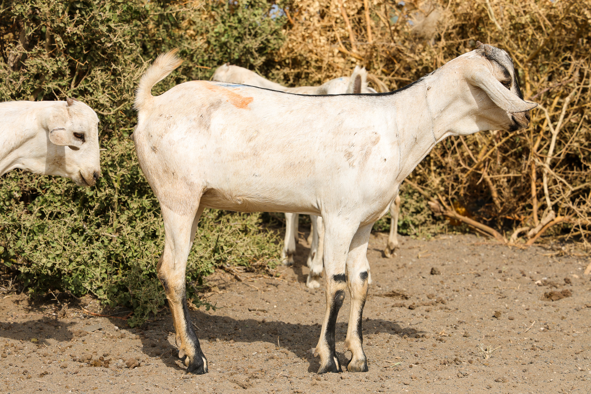 A group of Galla goats provided to 143 vulnerable households in Moite by World Vision Kenya