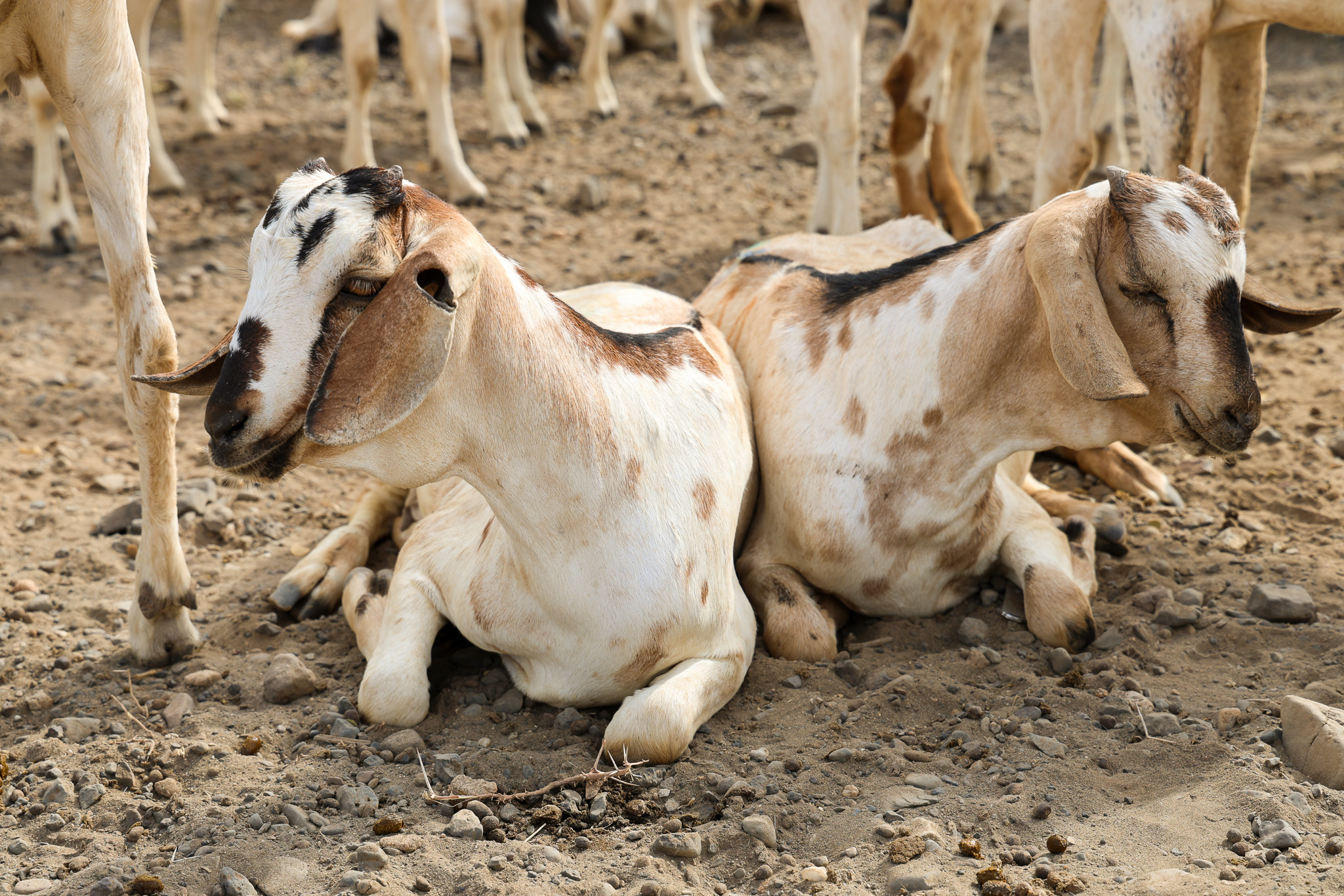 A group of Galla goats provided to 143 vulnerable households in Moite by World Vision Kenya