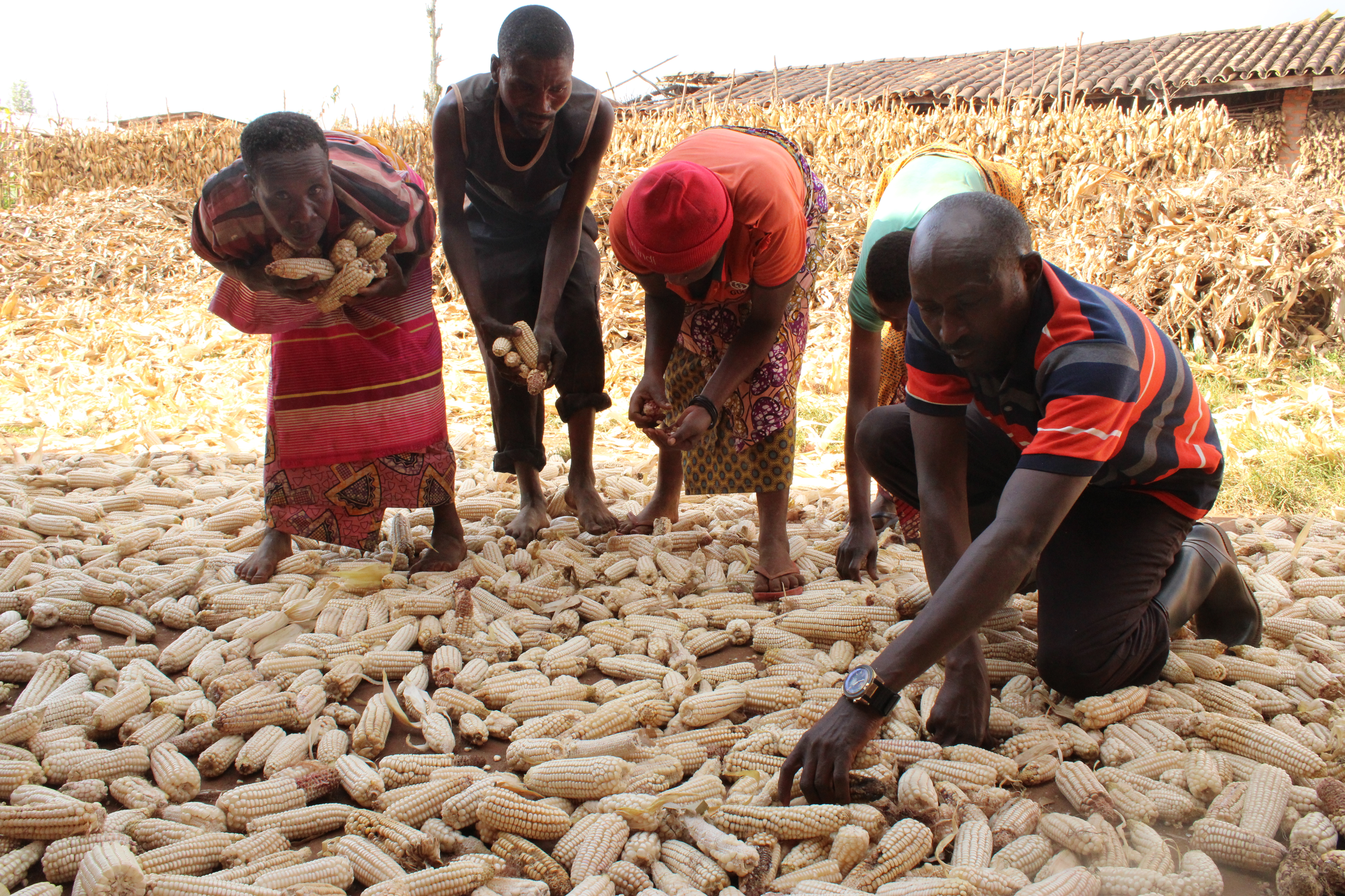 Pontien expects 20 tonnes of maize grains in 204