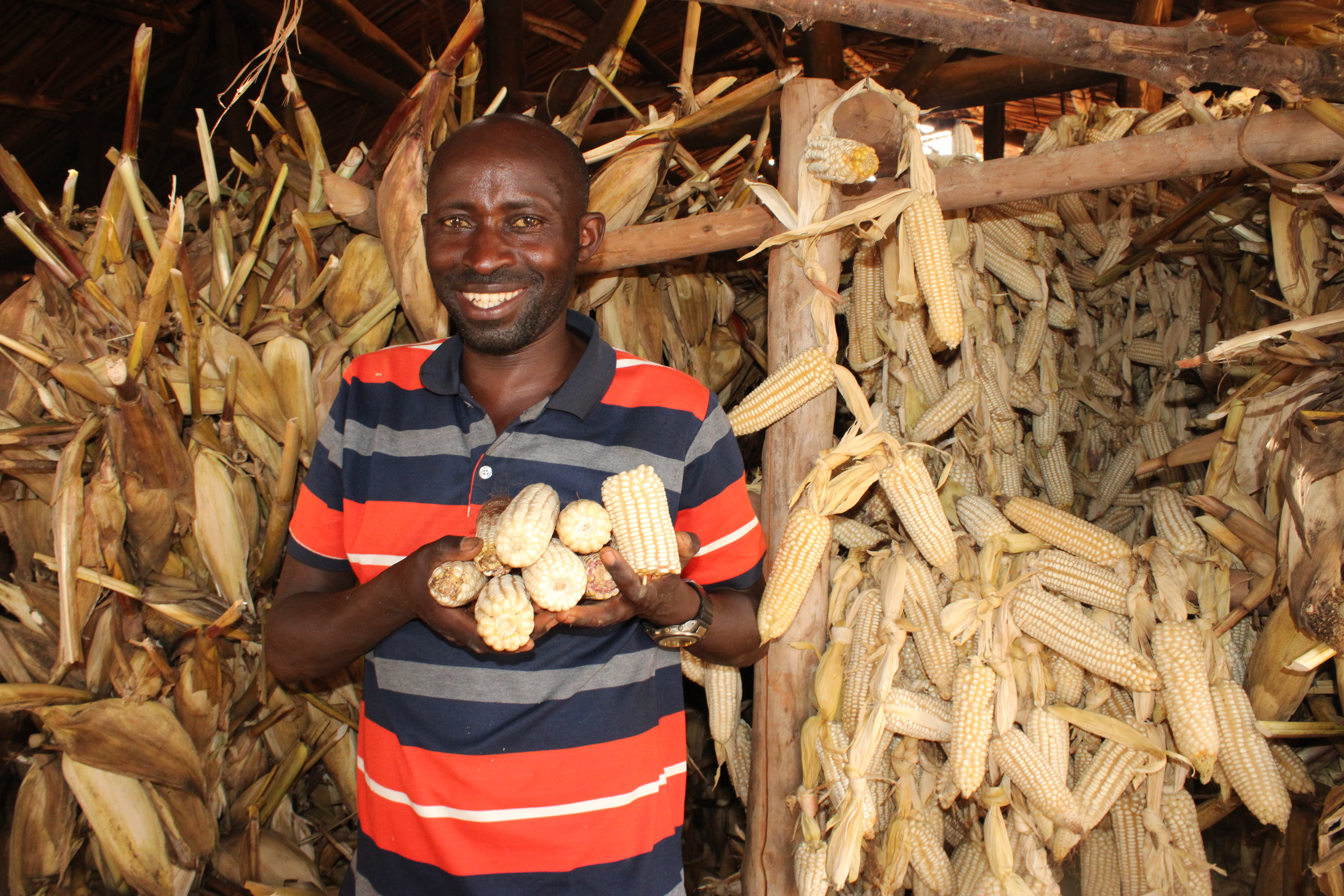 Pontien, a lead farmer, holding a portion of his maize harvest