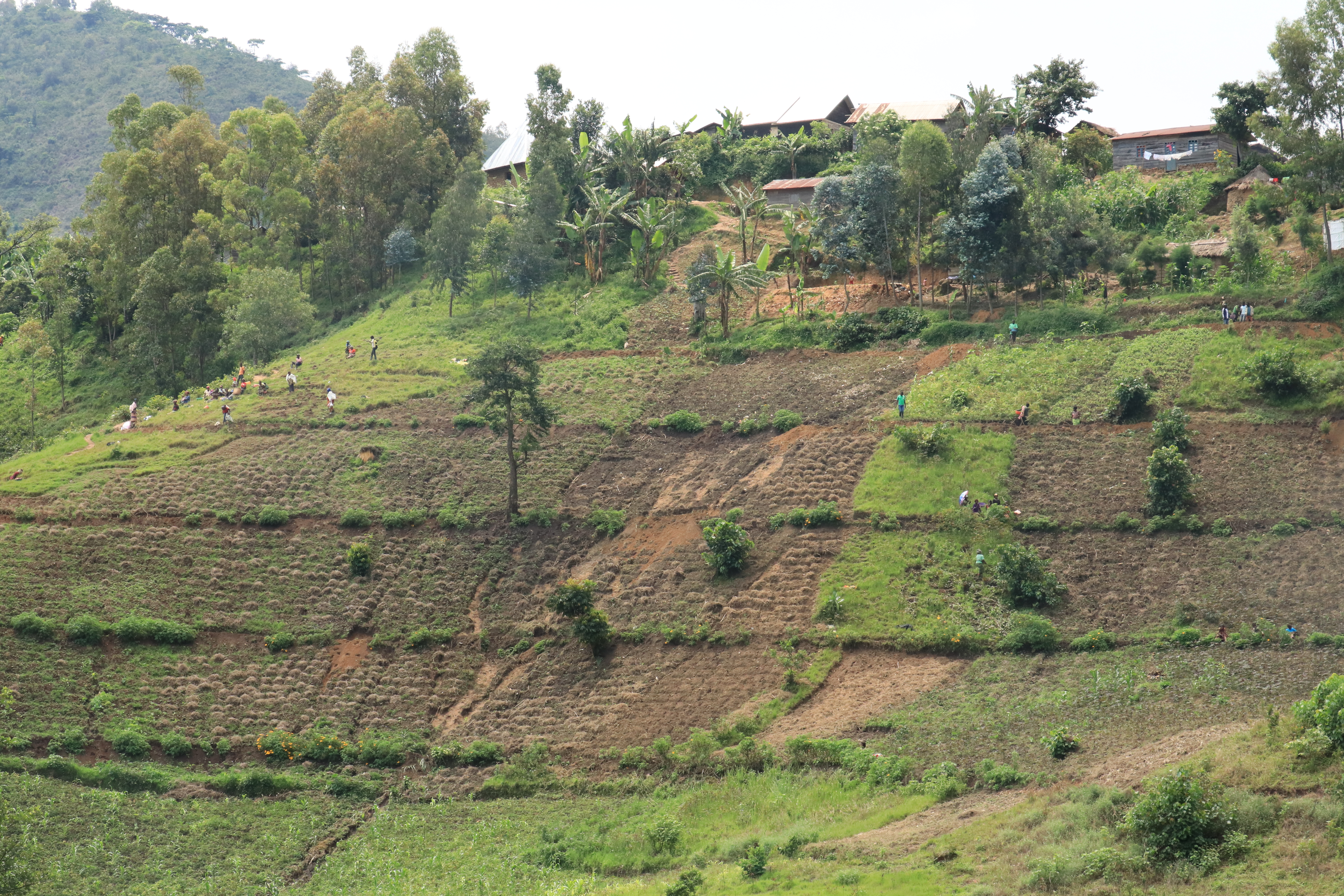 World Vision is supporting 685 farmers grouped in 6 hills