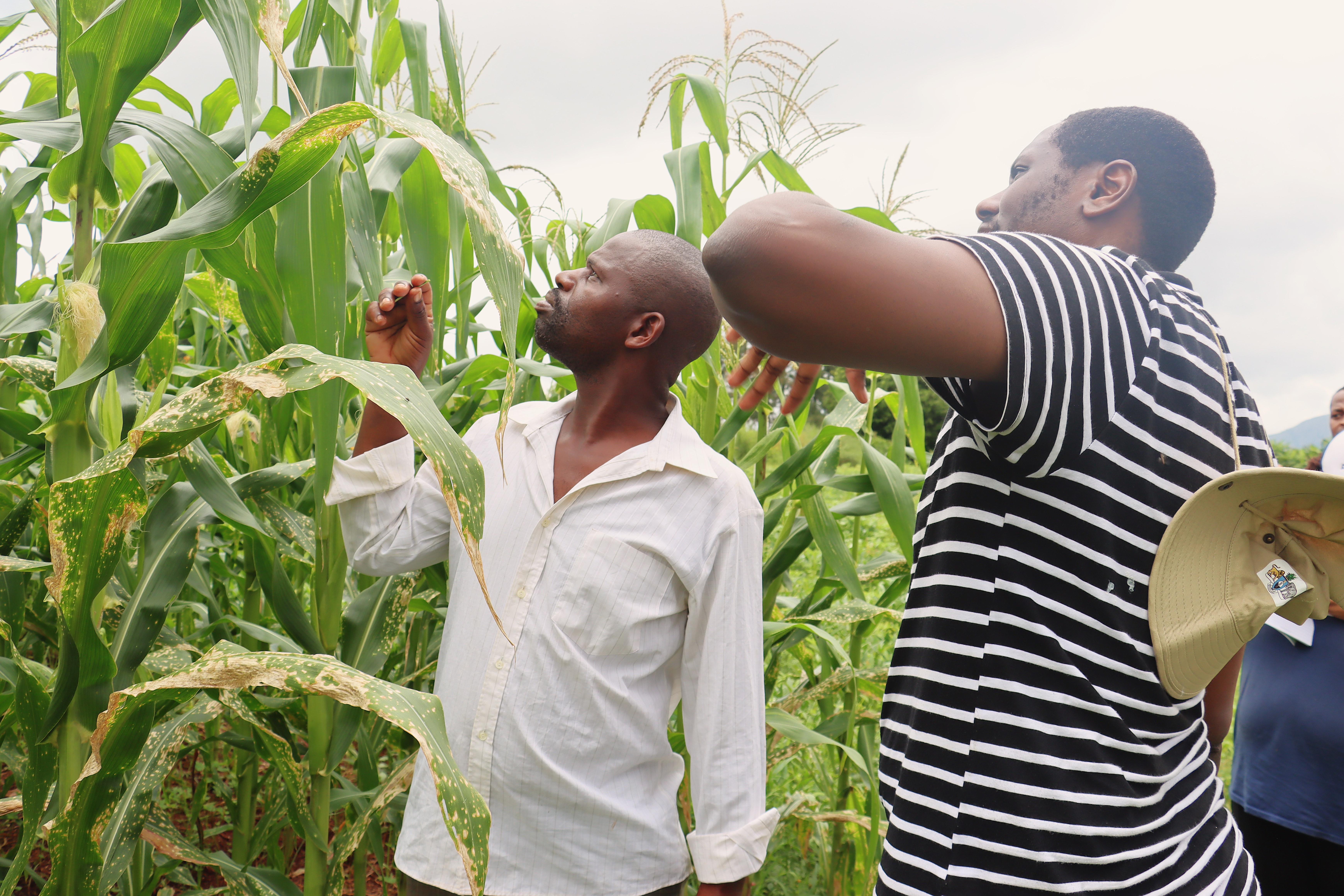 A farmer showing an Extension Officer his maize crop. 