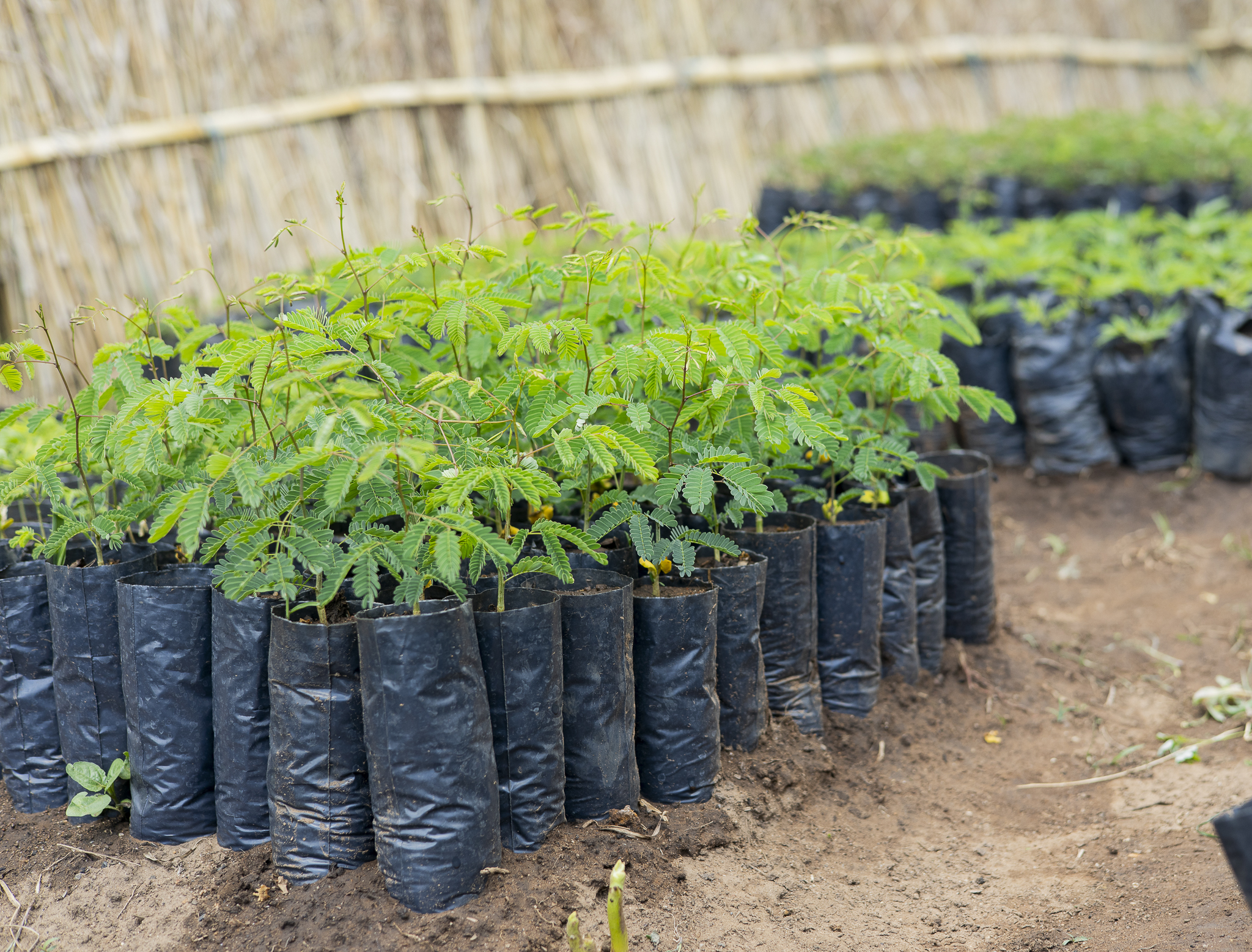 over 4,000 tree seedlings have been planted