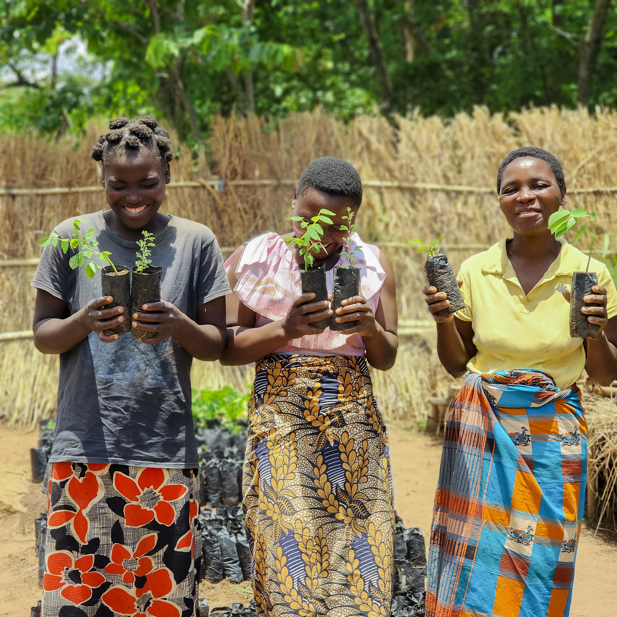 over 4,000 tree seedlings have been planted