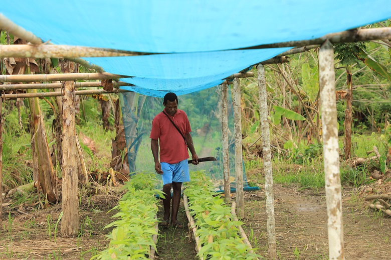 Raymond in his nursery doing his daily checks on his cocoa clone seedlings. Picture: Steven Doe