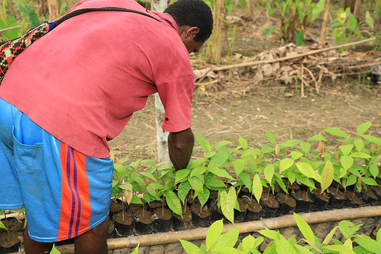 Raymond in his nursery doing his daily checks on his cocoa clone seedlings. Picture: Steven Doe