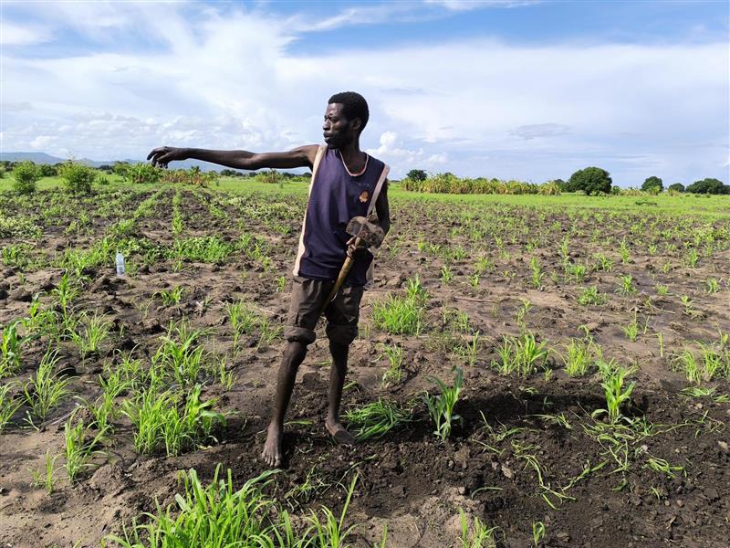 A farmer indicating how the rains have been helping grow food.