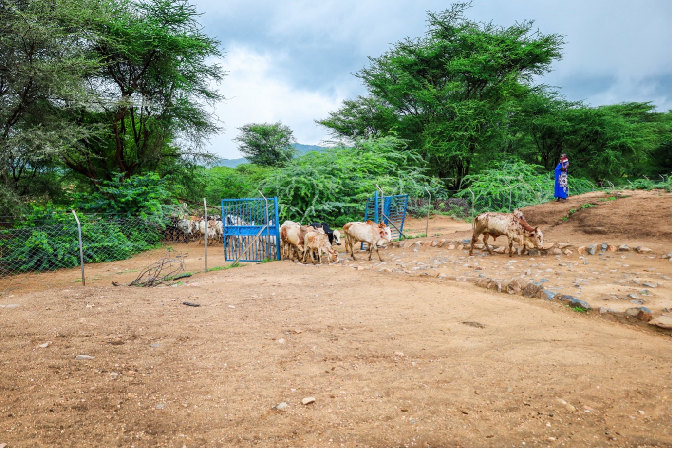 The Nalapatui water pan was fenced off to ensure the water quality for livestock. The pan also has a filtration gallery leading to a shallow well outside the pan, allowing the community to fetch clean water and a cattle trough for livestock. ©World Vision Photo/Felix Pilipili