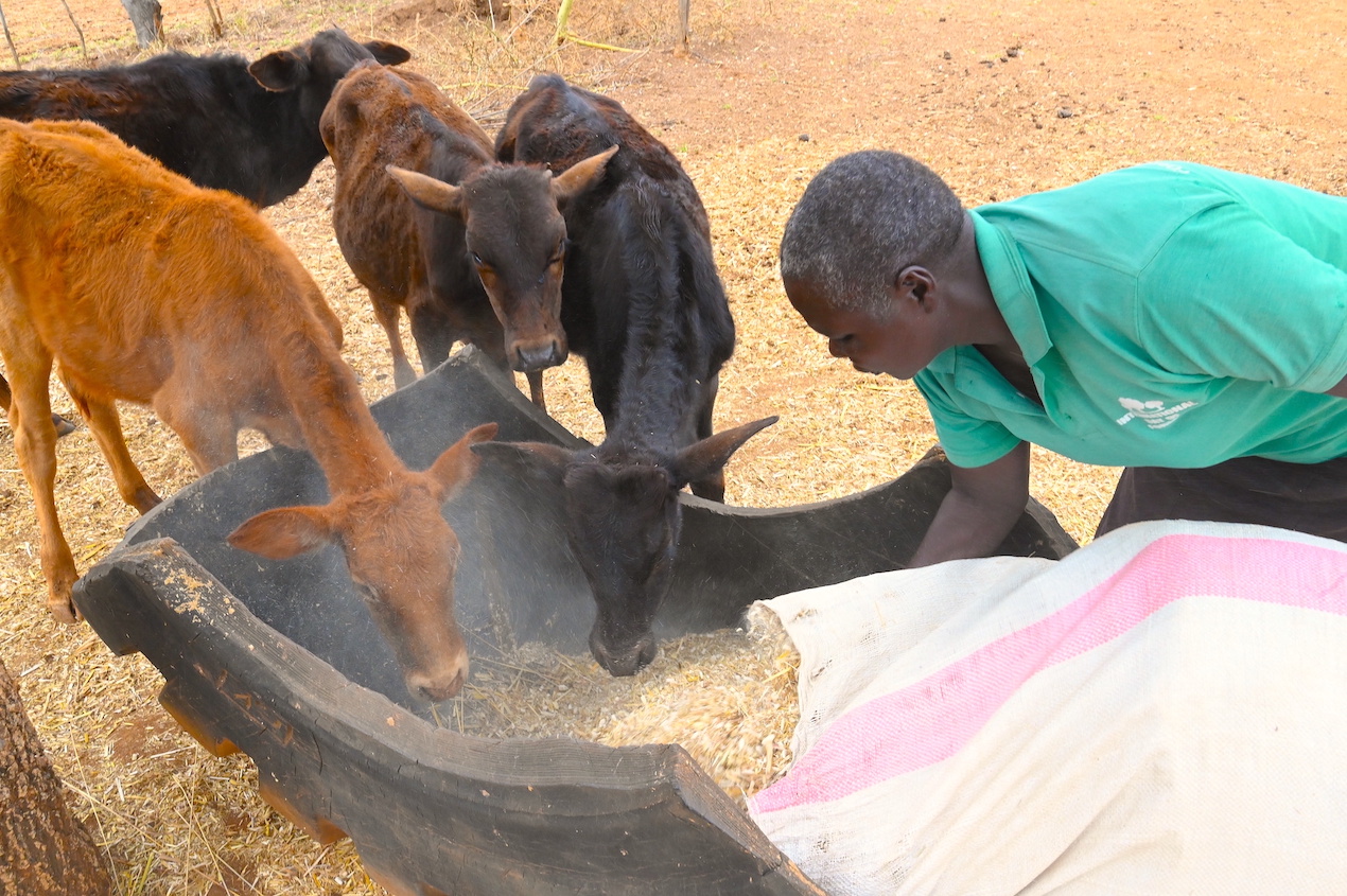 Nancy feeding her livestock with dry fodder, preserved for use during the dry season. ©World Vision Photo/Hellen Owuor.