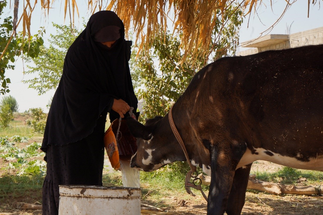 Figure 2: Hanady giving water to the only cow she owns by the irrigation system World Vision Syria Response installed.