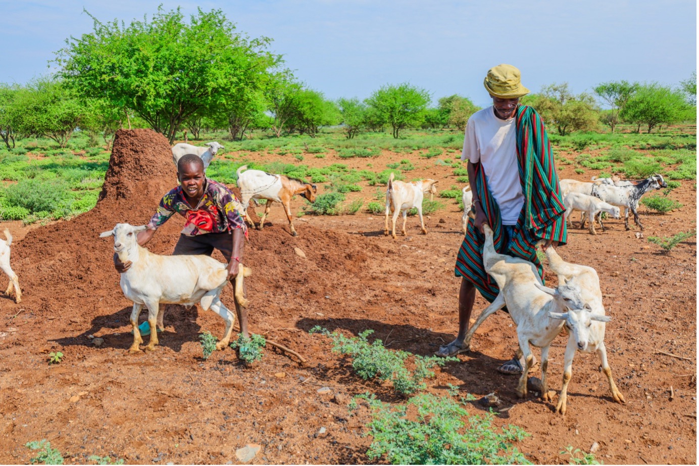 Epua and his child graze their galla goats on dwindling pastures in the drylands of Turkana, Kenya. © World Vision Photo/Felix Pilipili