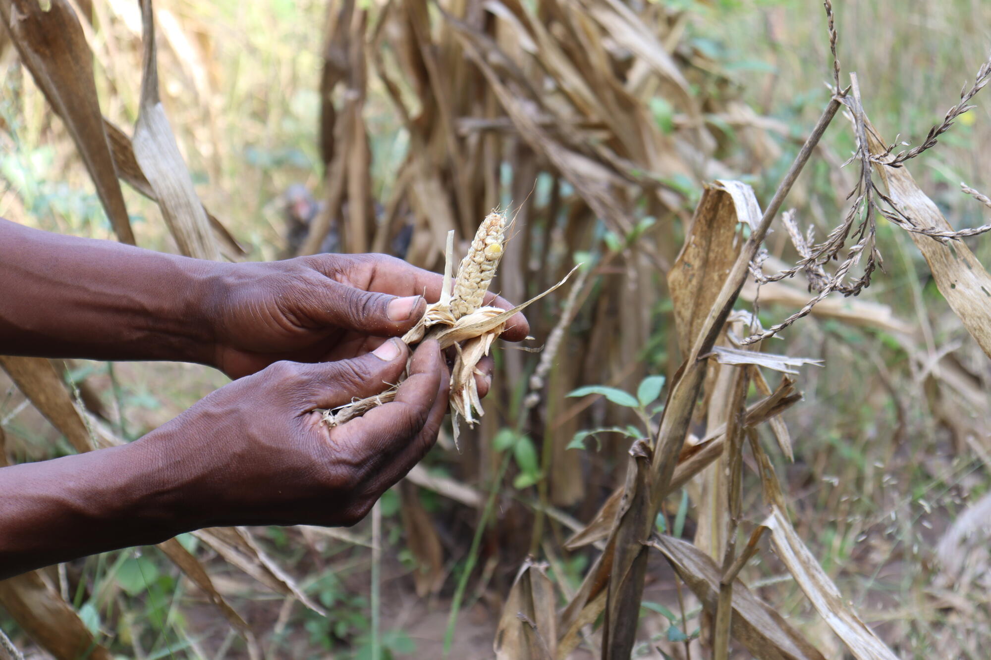 dry comb of maize