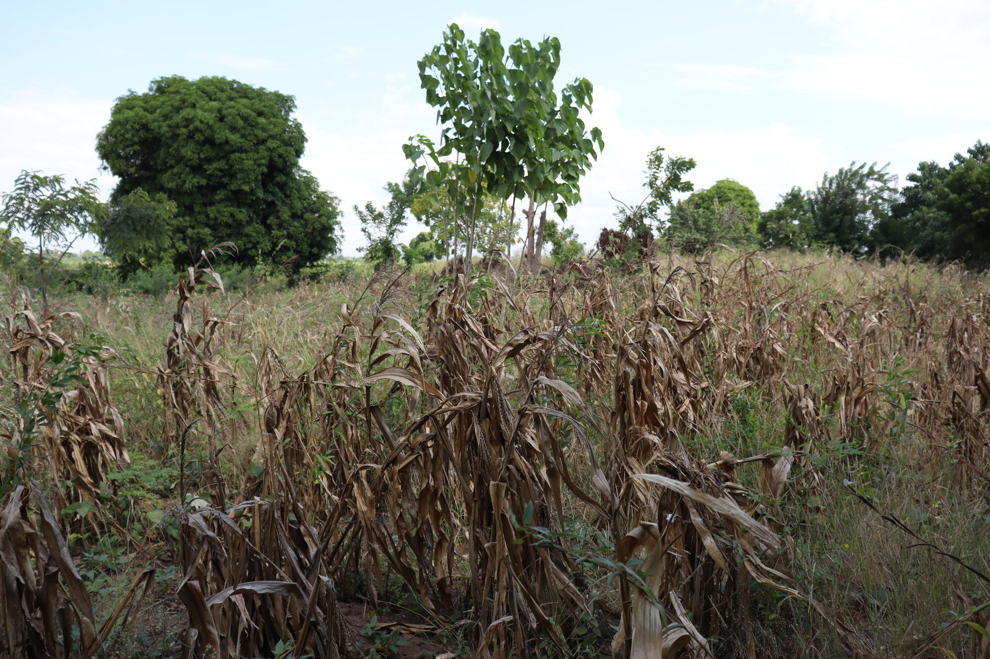 dry field of maize