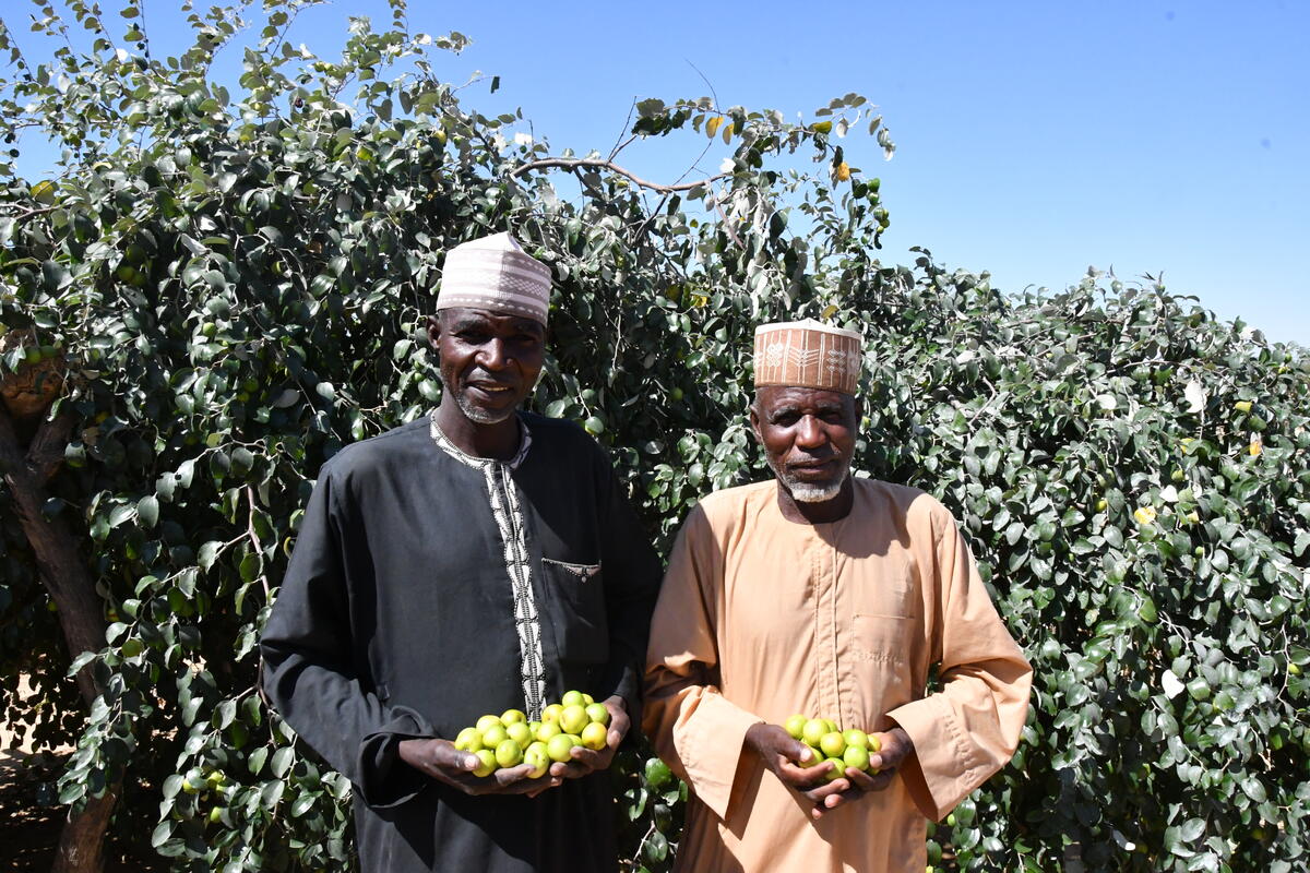 Abdoulsalam's Sahelian apples