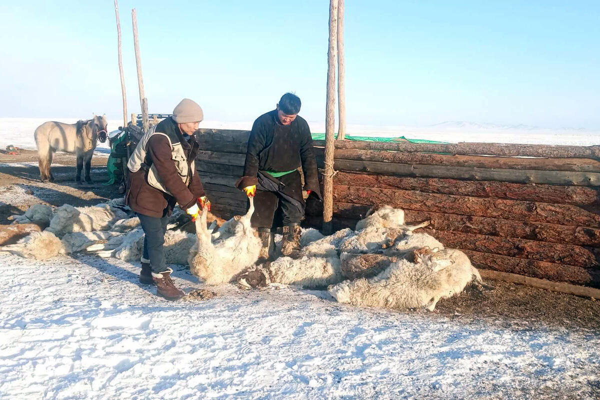 Mongolian farmers with sheep killed by the dzud