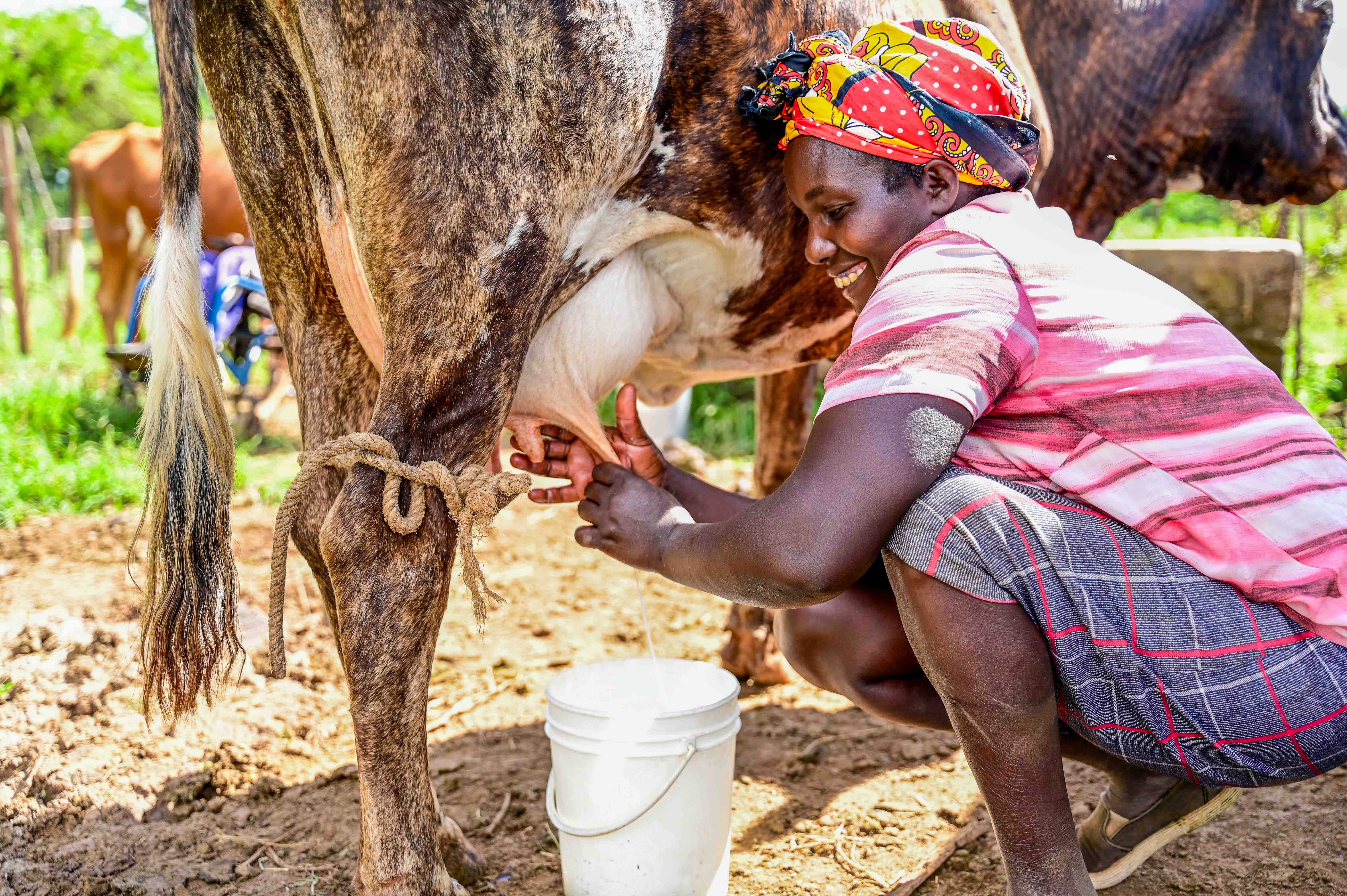 Sally has three dairy cows that produce 18 litres of milk per day. © World Vision Photo/ Hellen 