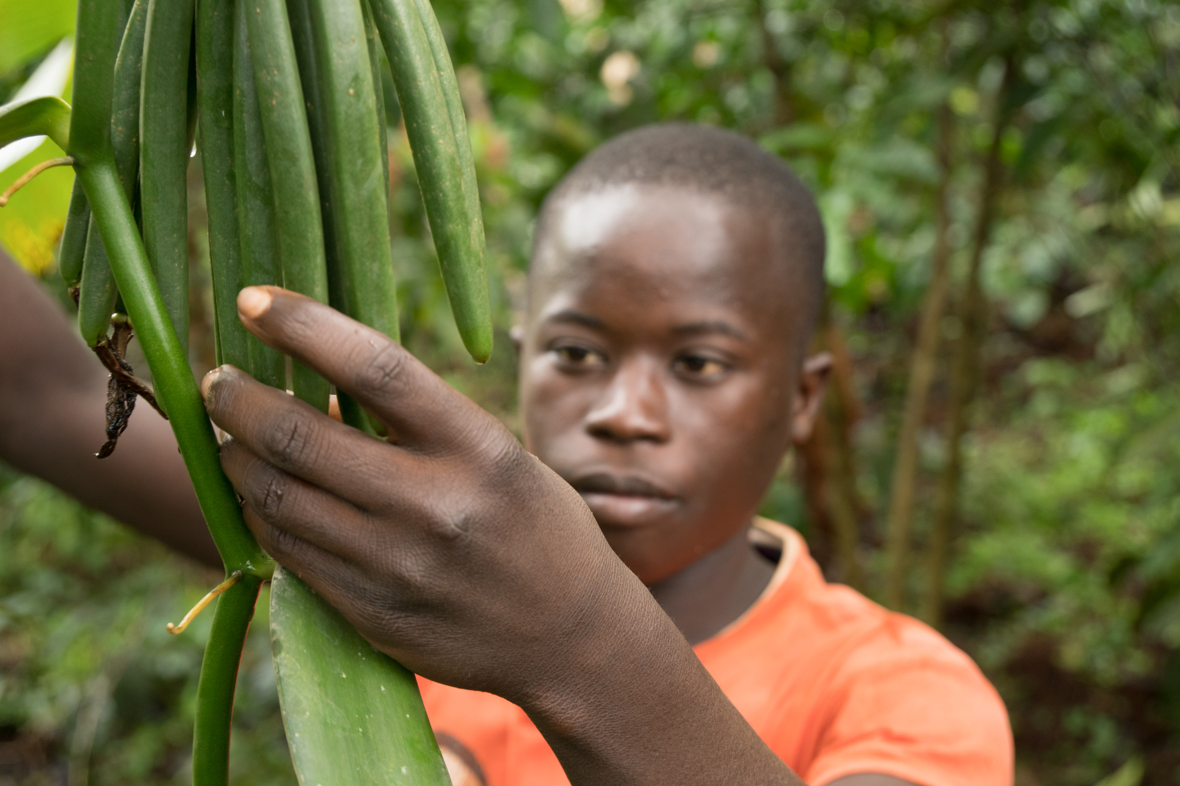 Christoph, 15, has been working on vanilla since he was six.