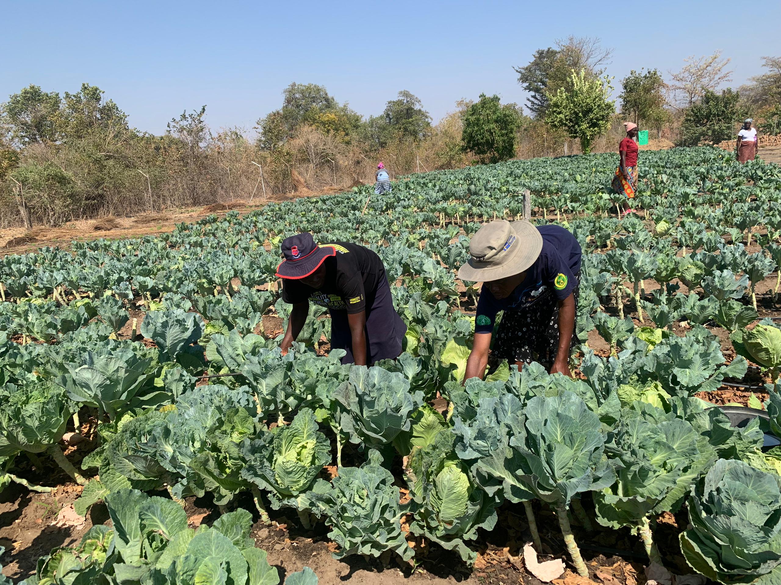 How Nutrition Gardens in Kariba District Are Transforming Lives