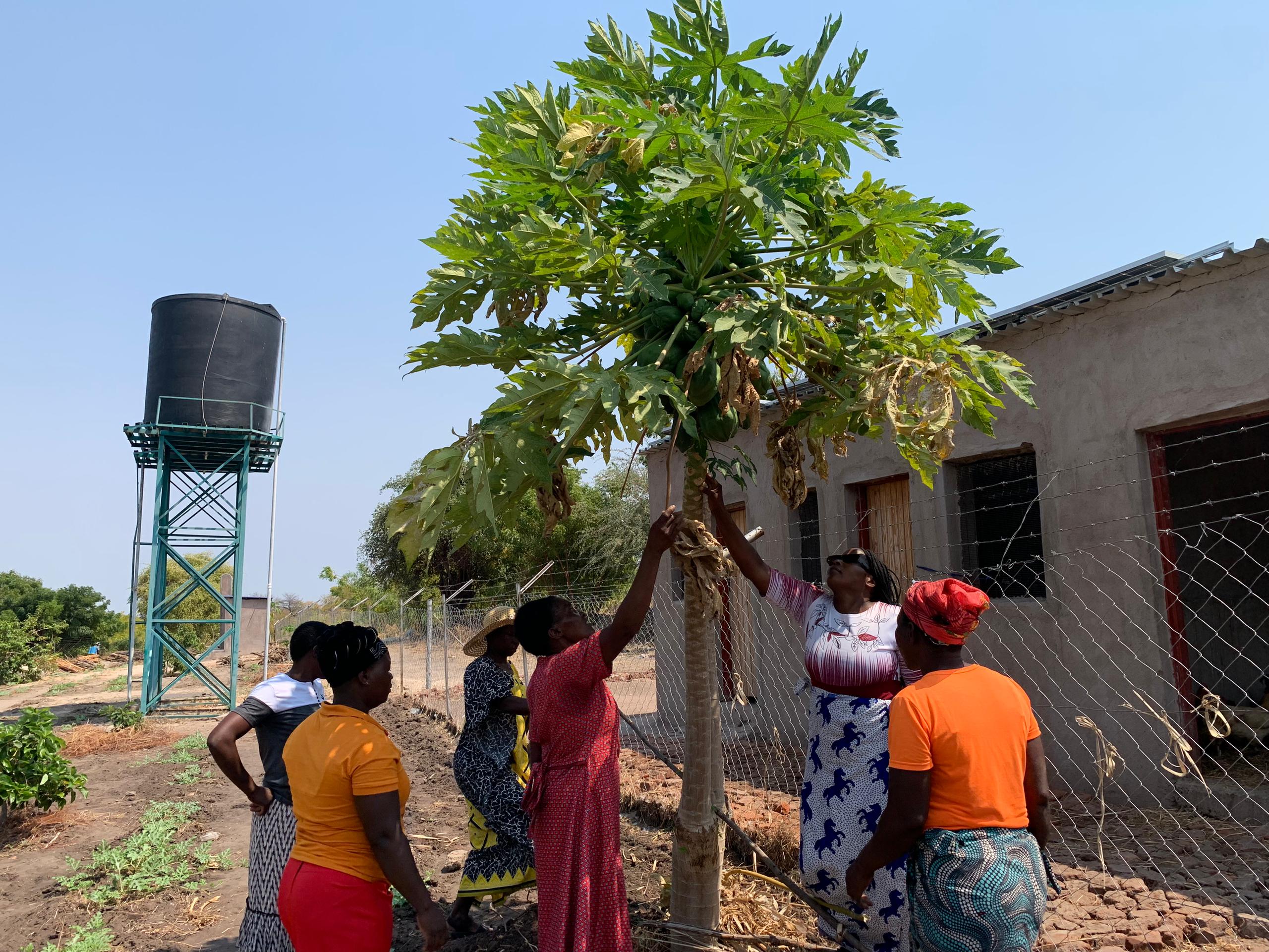 How Nutrition Gardens in Kariba District Are Transforming Lives