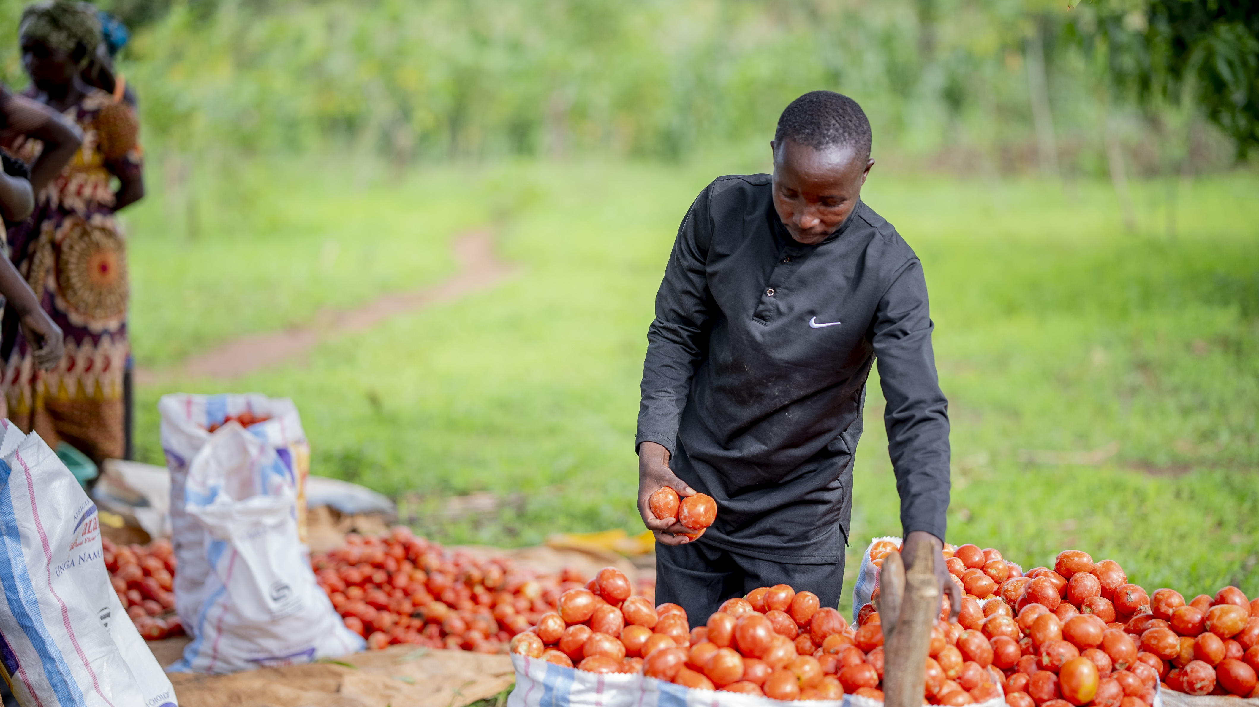 Emmanuel gathering sack of tomatoes from his firm