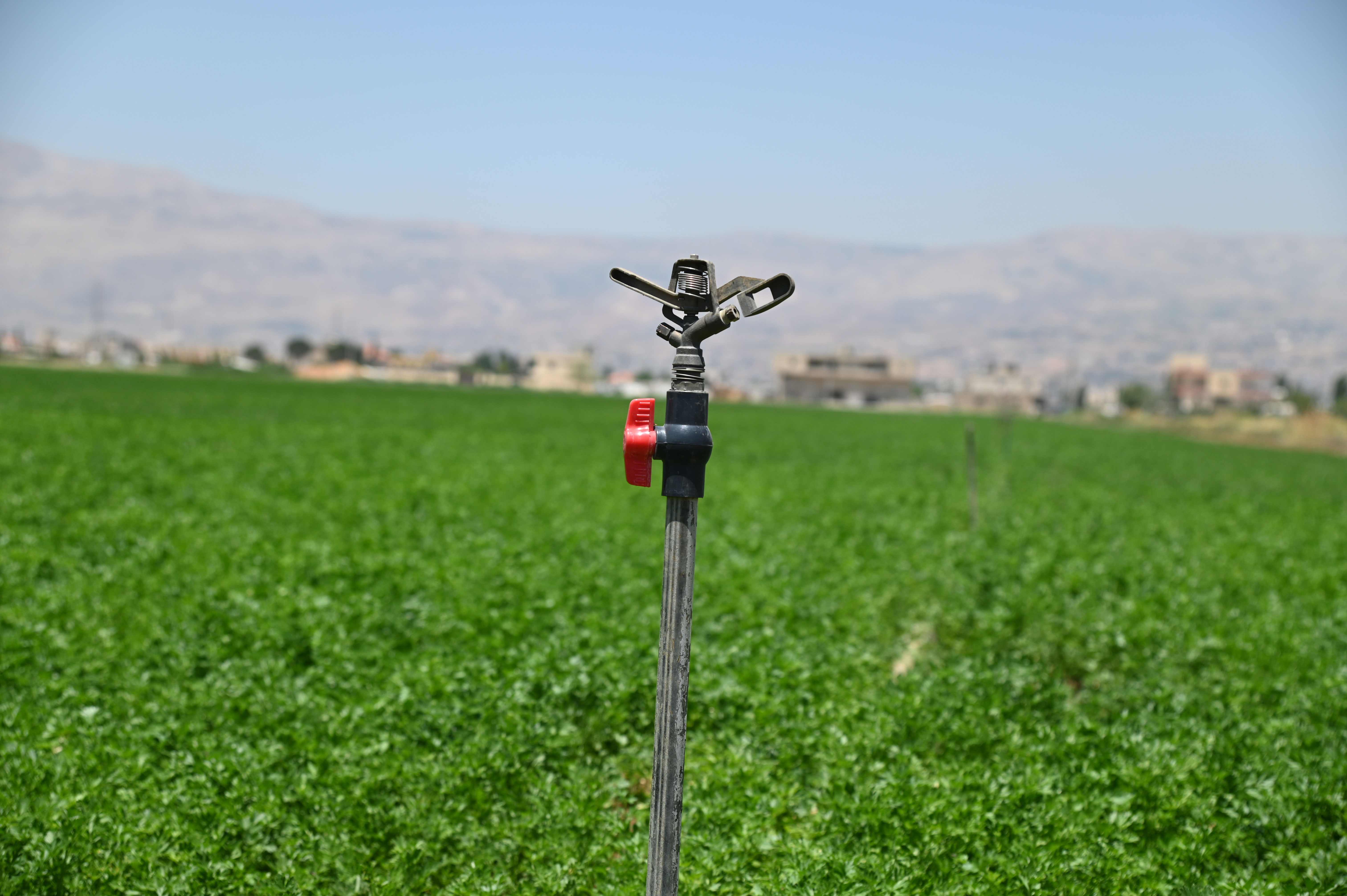 Green field with water 