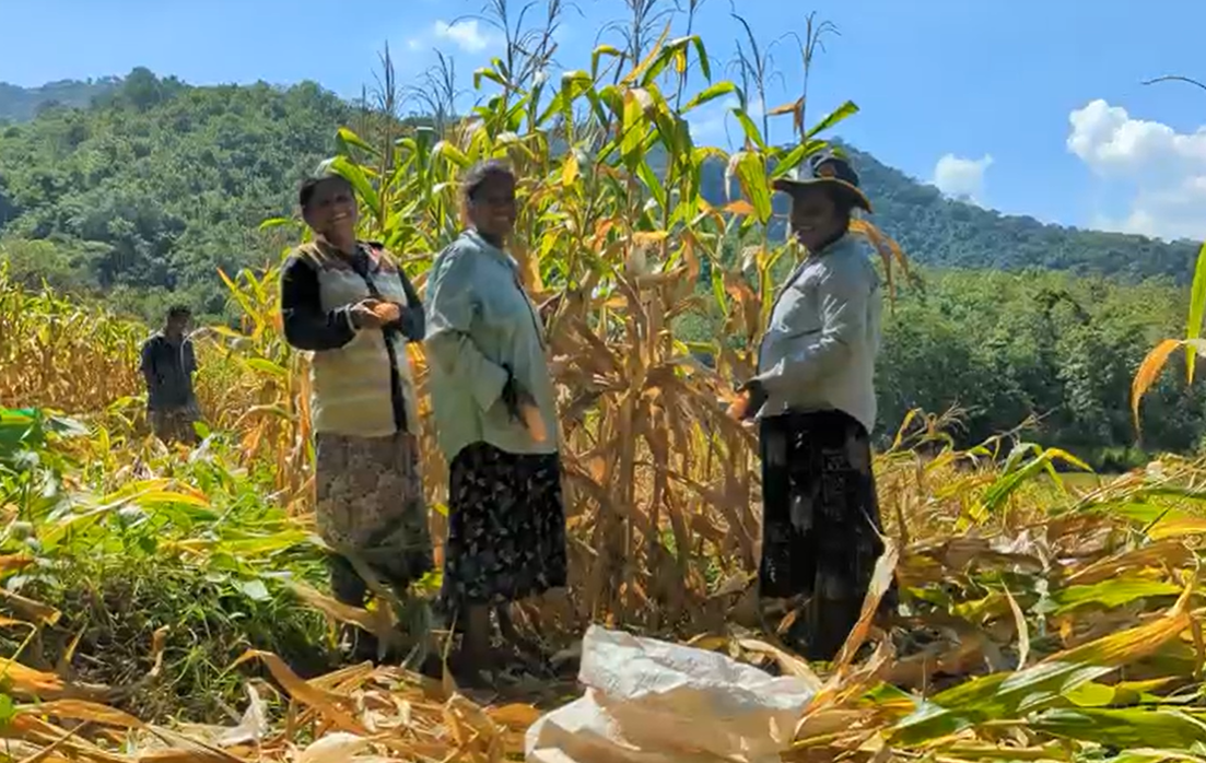 WVL_RISE Lanka_Cornfield farmers 