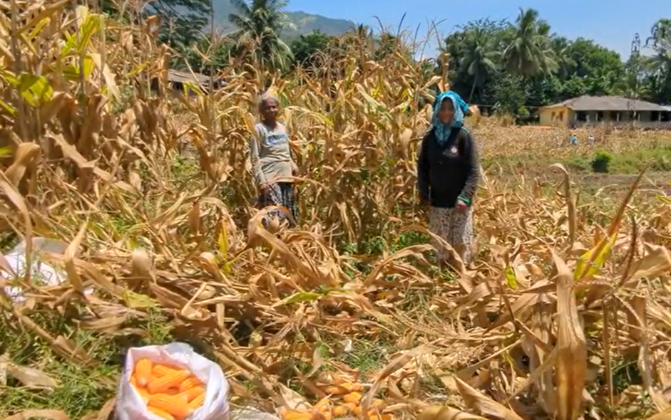 WVL_RISE Lanka_Cornfield farmers 