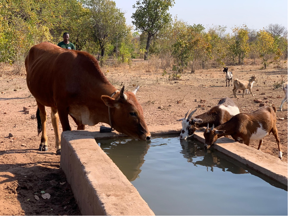 How Nutrition Gardens in Kariba District Are Transforming Lives