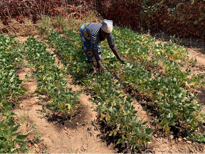 Mambowatema's wife touching the life-less plants