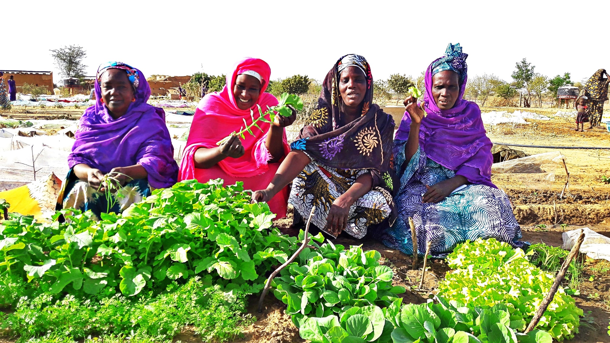 les femmes du maraichers de bababe