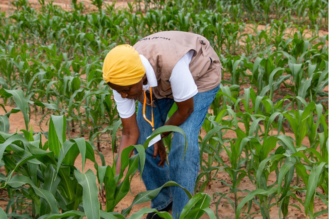 Monica Chibita looking at the maize