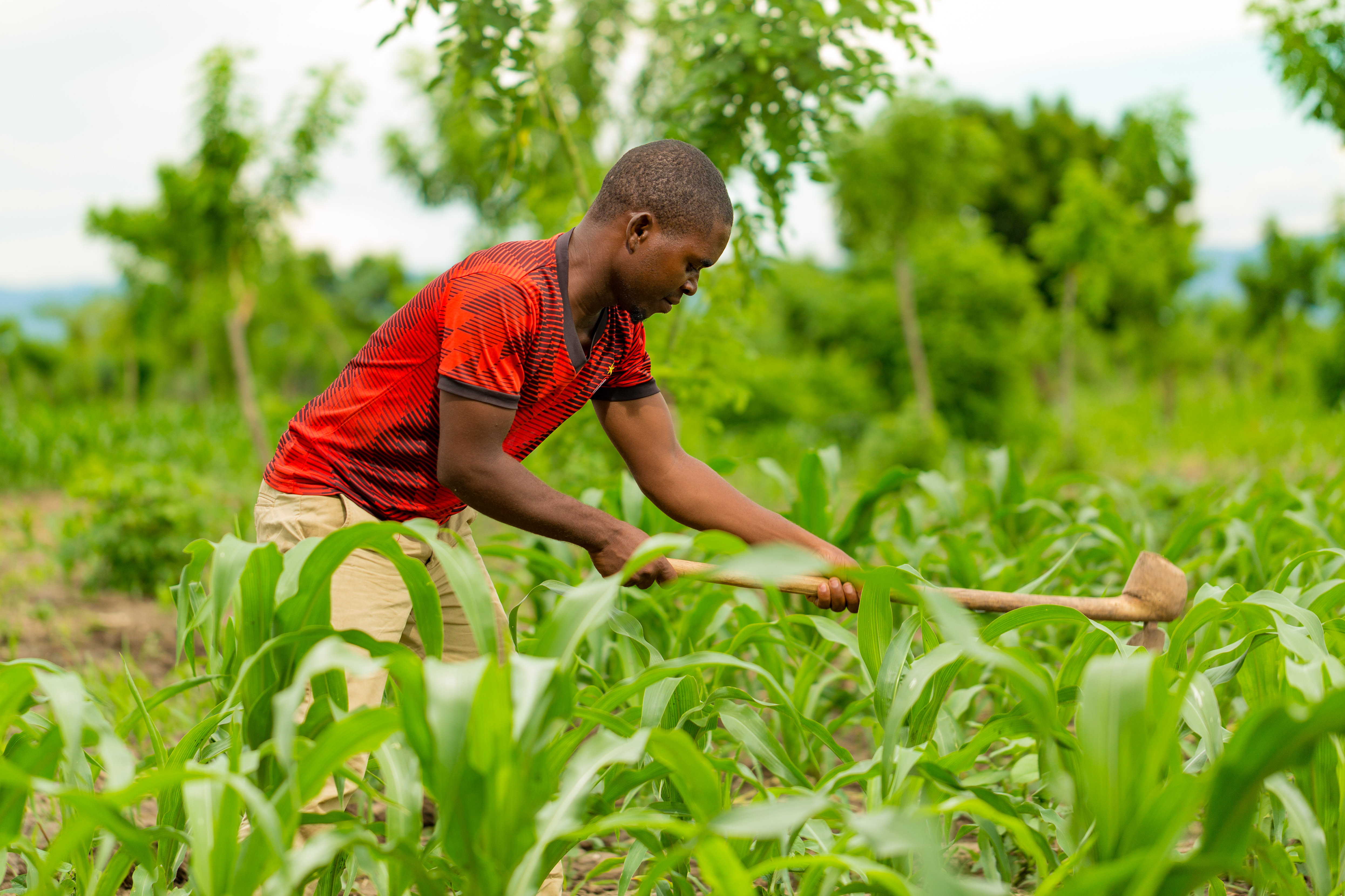 White Mpanyira,Vice chair for Lalanje irrigation scheme working in his garden._-2