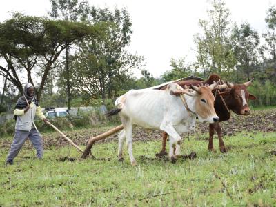 Alewya's Husband ploughing using his oxens