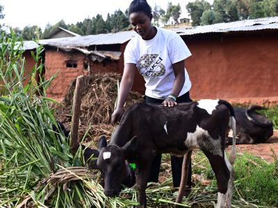 Sarah feeding the cow she bought